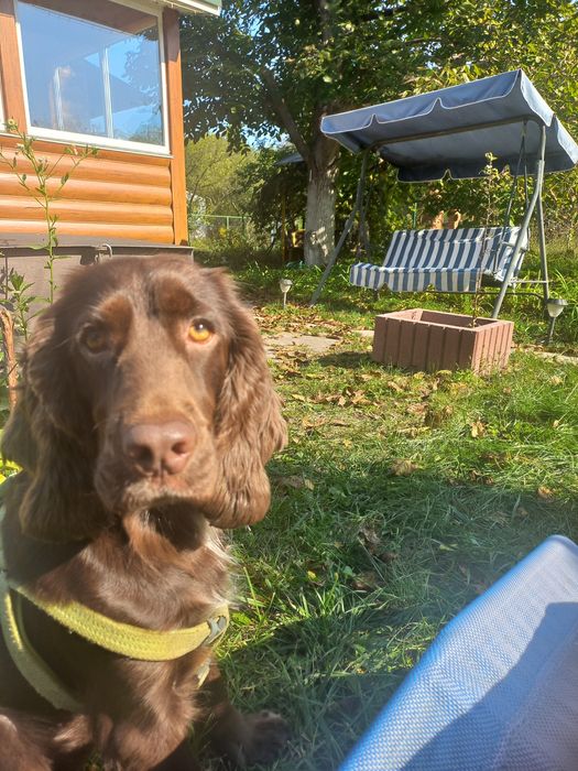 Кокер-спаниель вязка, шукаємо дівчинку для шоколадного хлопчика