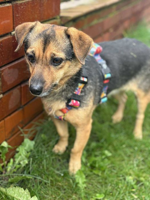 Przytulaśna maleńka sunia Tosiunia szuka domu adoptuj daj dom