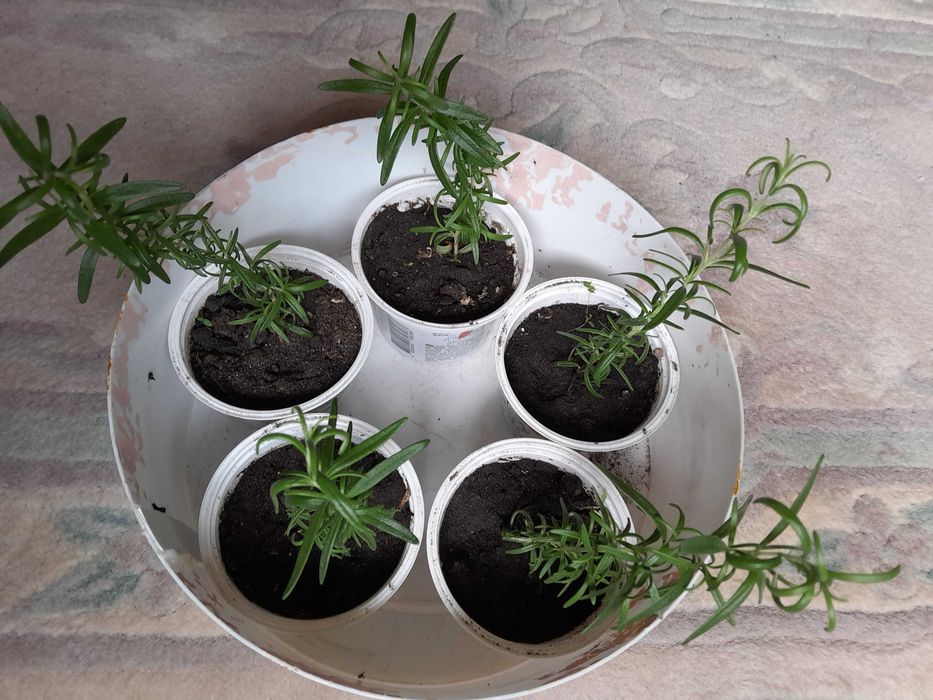Саджанці розмарину
