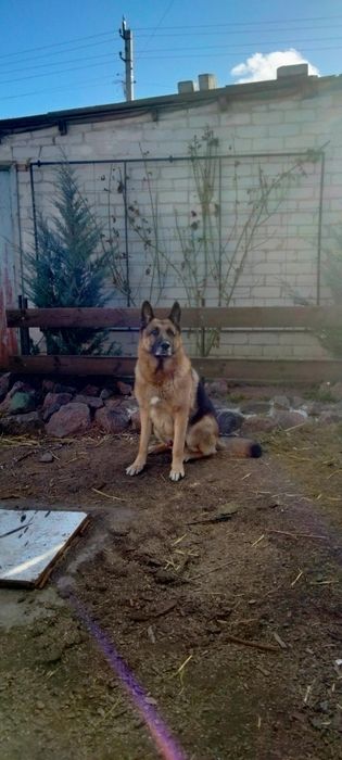 Вязка/случка.кобель