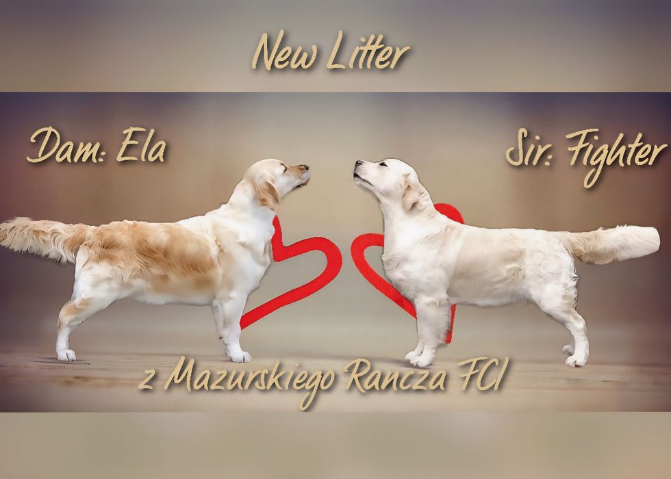 Golden retriever zkwp fci szczenię