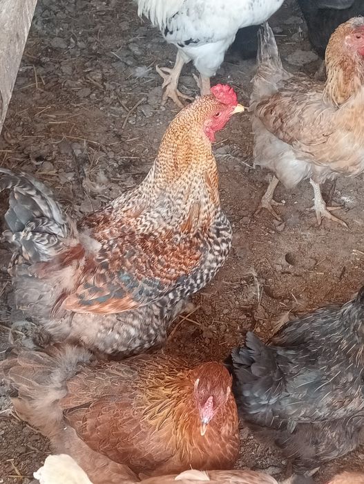 Galo Brahma perdiz