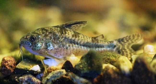 GB Kirys Pstry, Kirysek Pstry - dowóz ryb!