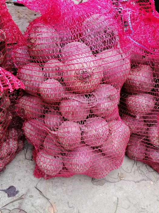 Burak okrągły 25 kilo prosto z gospodarstwa od rolnika wysyłka inpost