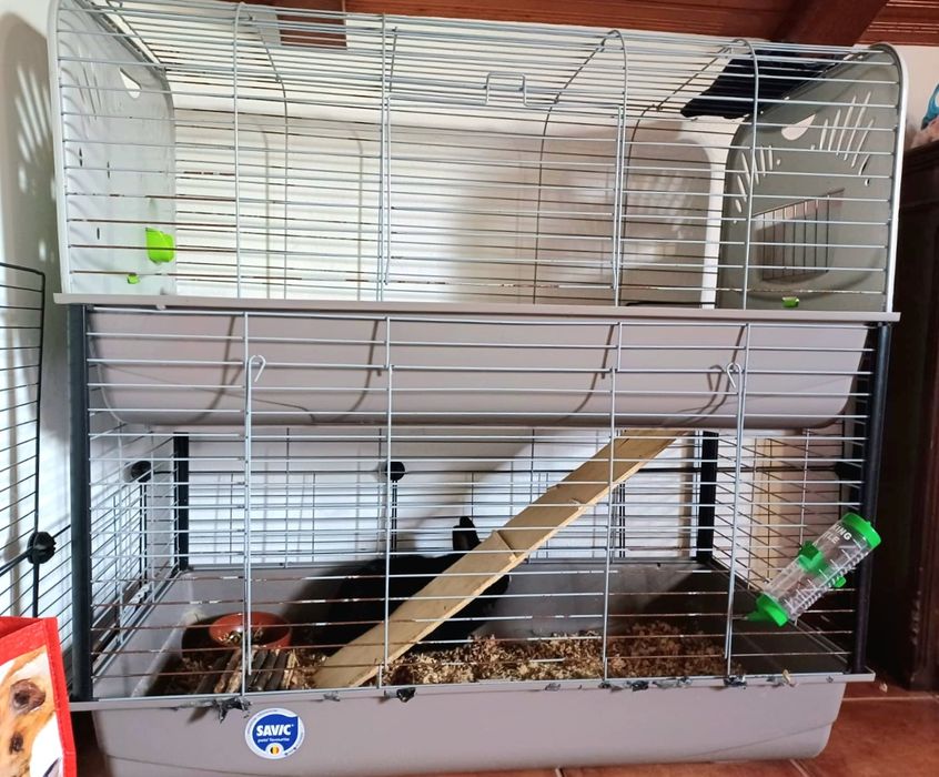 Coelhinho anão castrado + gaiola e acessórios