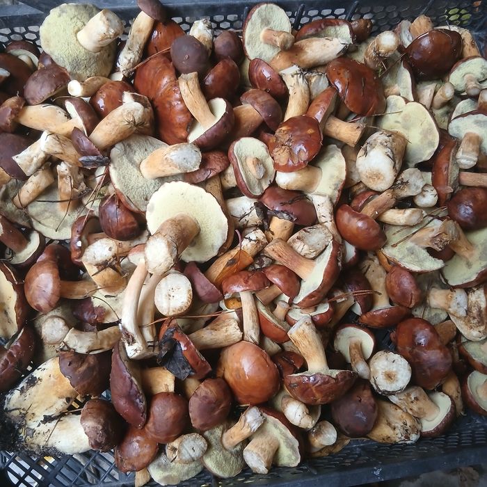 Грибы лисички, сухие, мороженные, свежие.