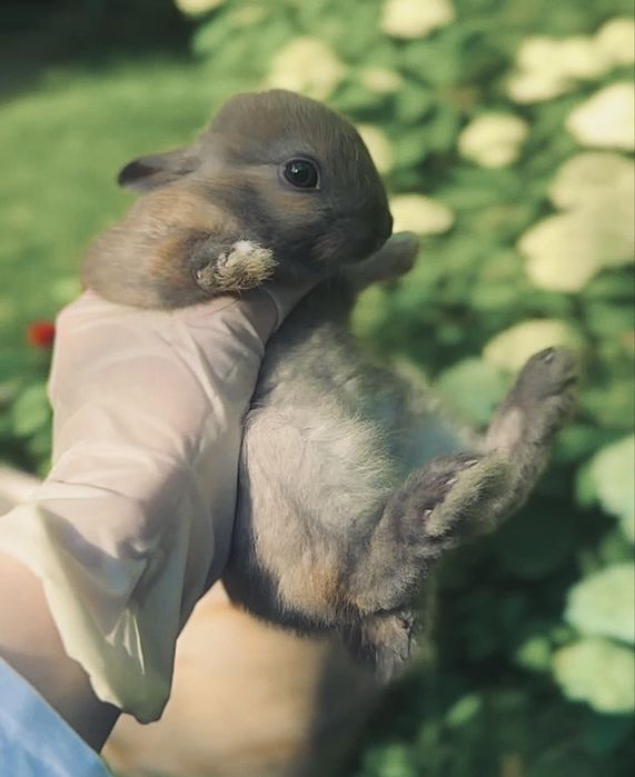 Супер міні!! Нідерландський карлик з Європейського розплідника!