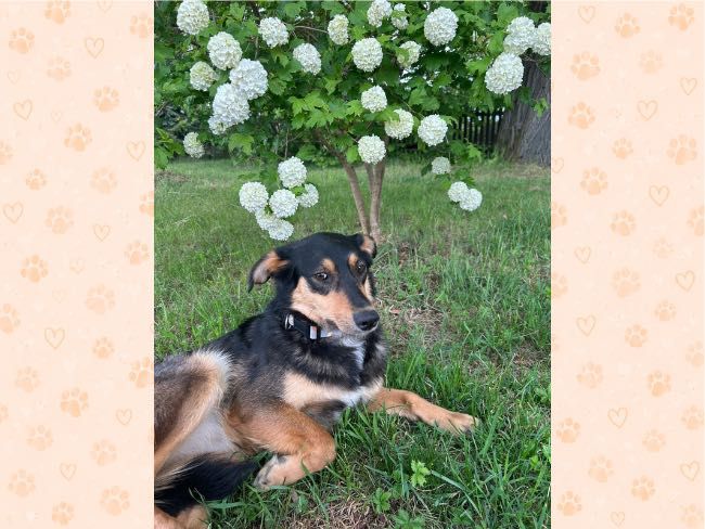 Cudowna, kochana suczka do adopcji, 2 lata,