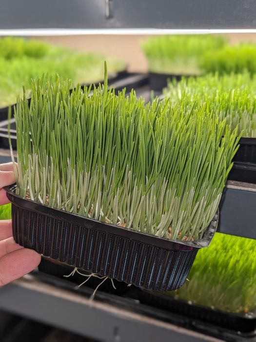 пророщенная пшеничка  для животных