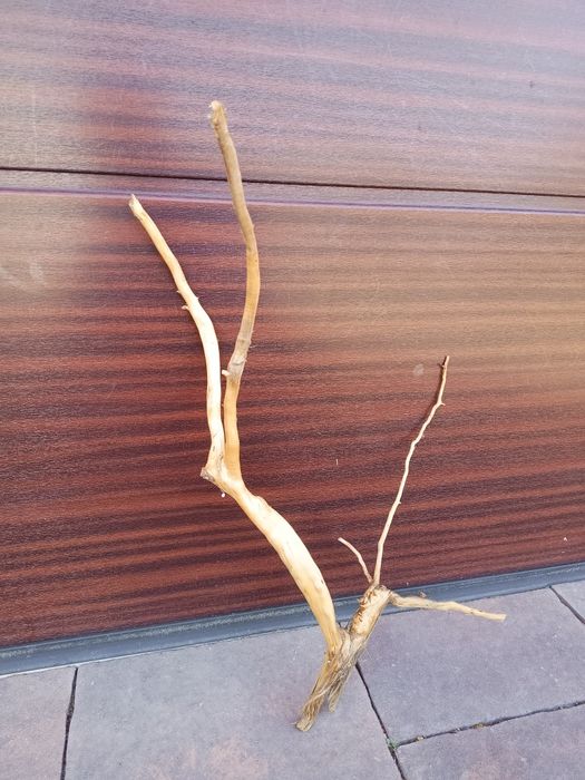 Fajny, średni naturalny korzeń do akwarium