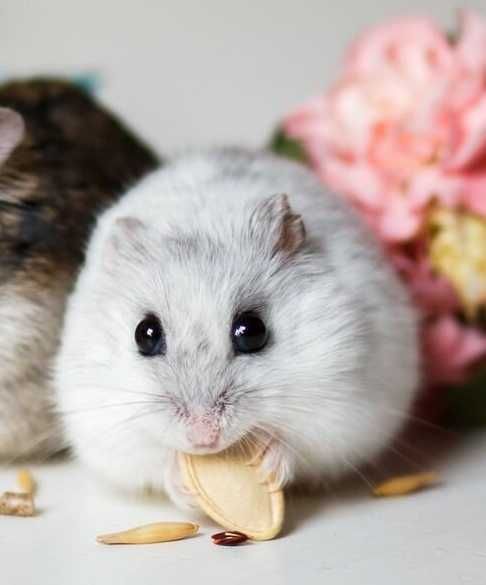 Роскошные джунгарские хомячки, белоснежного окраса, хомячата, хомяки