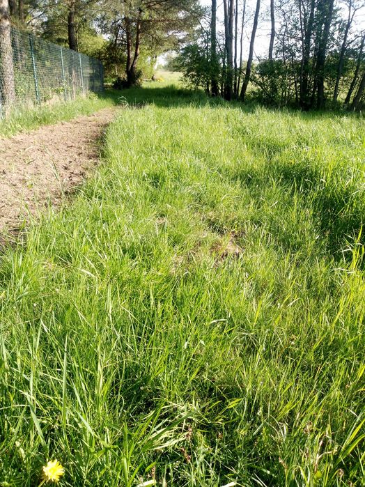 Koszenie trawy, nieużytków