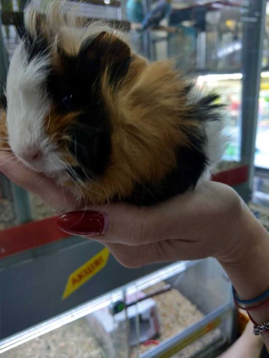 Морьска свинка, Пігулі