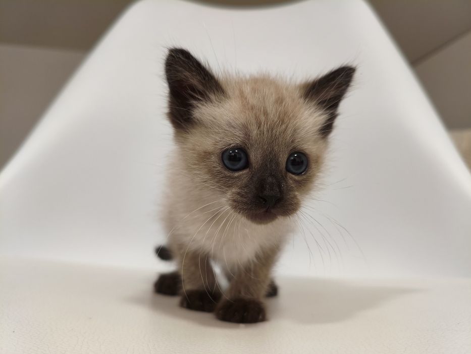 Gatinho para adoção responsável