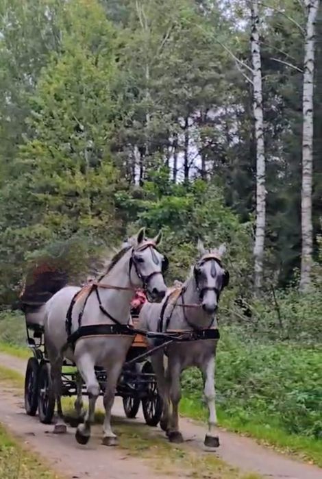 Wałach SP PKS Śląski