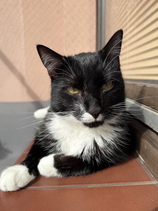 Energiczny Mireczek szuka domku!