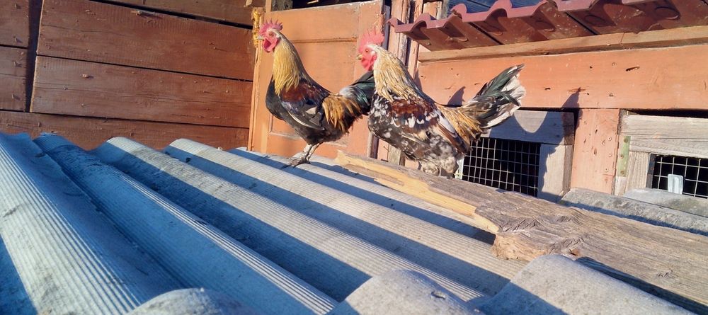 Півні бетнамки .