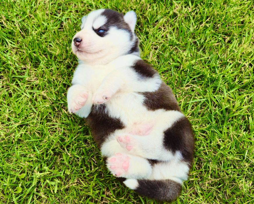 Szczeniak Siberian Husky rodowód ZKwP FCI Champion Puppy Pedigree