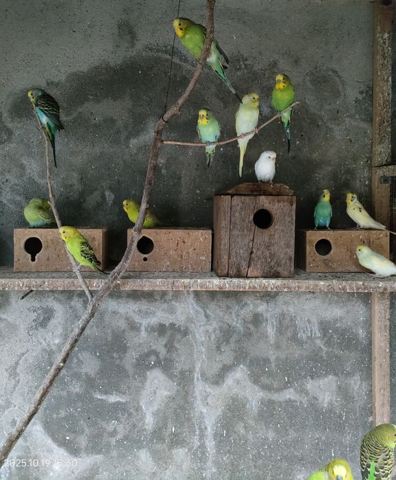 Lote 10/Piriquitos australianos