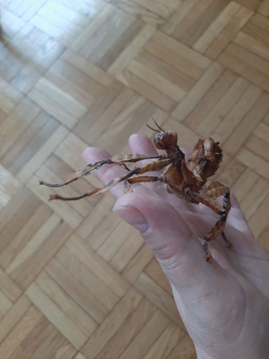 Straszyk australijski