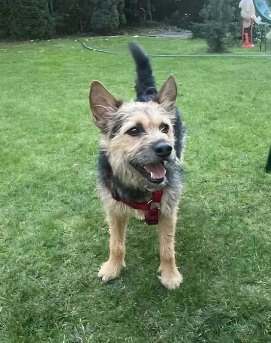 Tadzio - młodziutki terierek do adopcji!