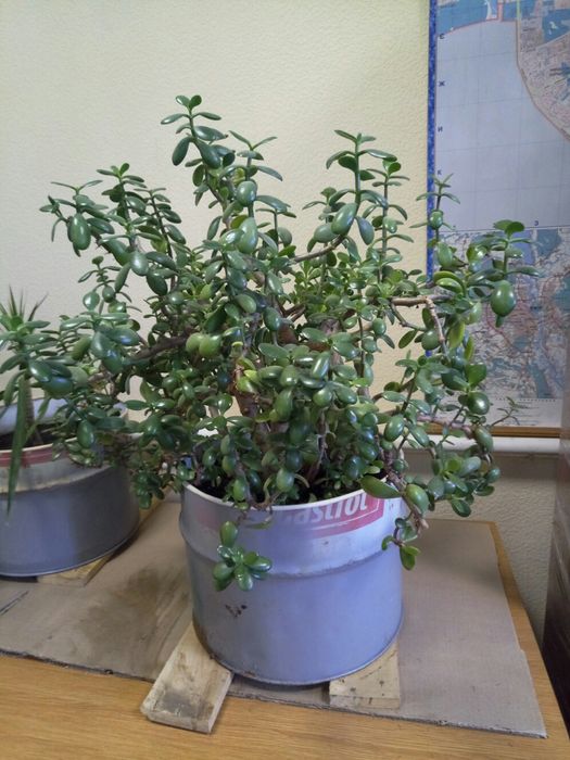 Грошове дерево (Товстянка)