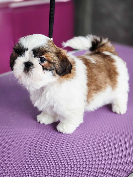 Shih tzu szczeniak z rodowodem ZKwP FCI  suczka