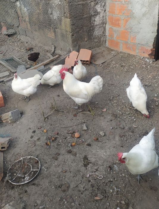 Ovos Galados da raça La Bresse Gauloise
