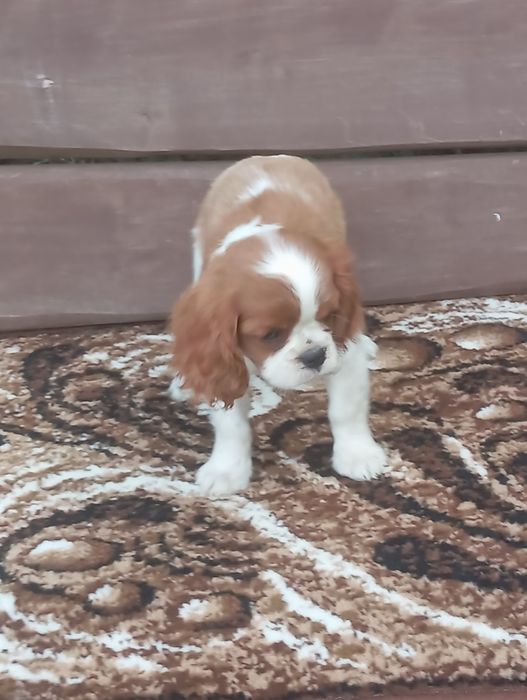 Cavalier king charles spaniel