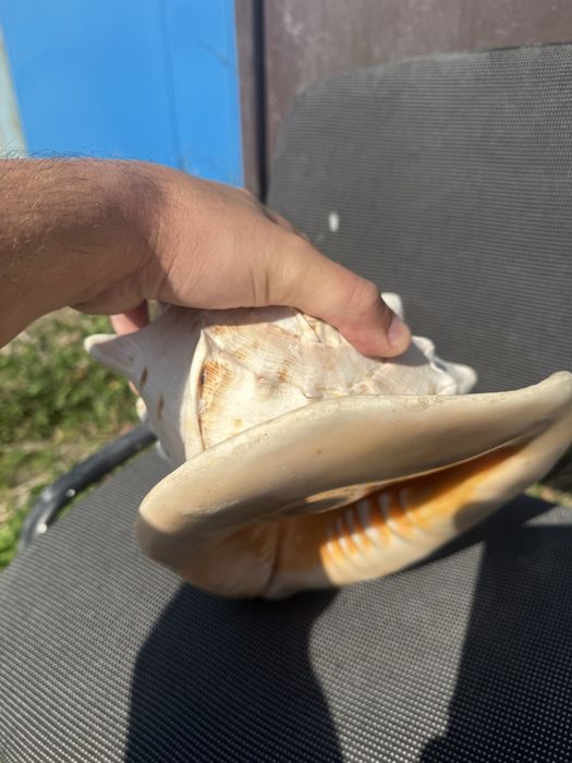 Мушля велика Касіс, Cassis,(Кассис) 30 см без сколов