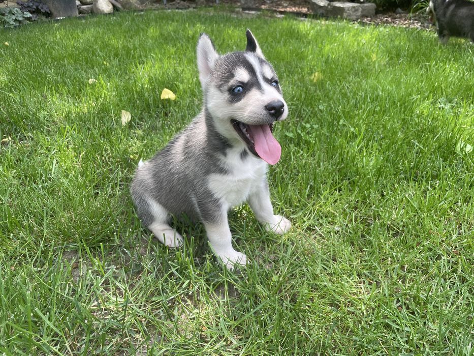 Szczeniak Siberian Husky