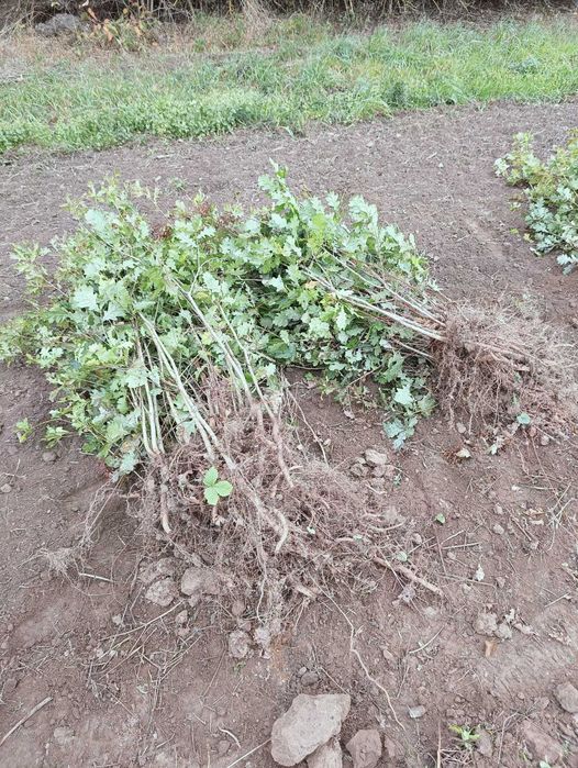 Sadzonki Dębu 80 cm - 120 cm.
