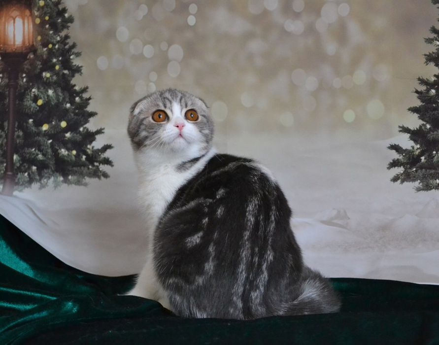 Солодка цукерка дівчинка скоттіш фолд