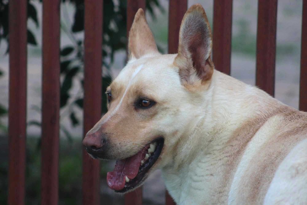 Zdunek – wspaniały towarzysz gotowy na nową rodzinę