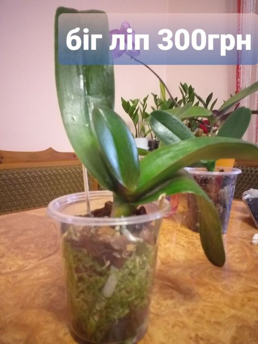 Продам орхідеї та їх дітки Вінниця