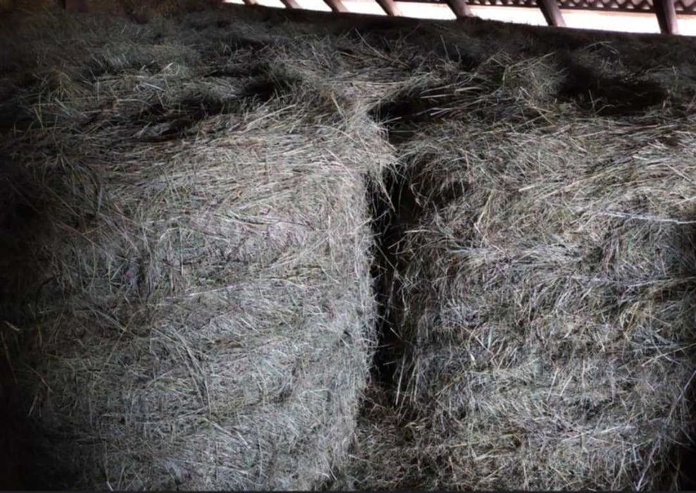 Siano baloty bele 120x120 oraz baloty siano lucerny