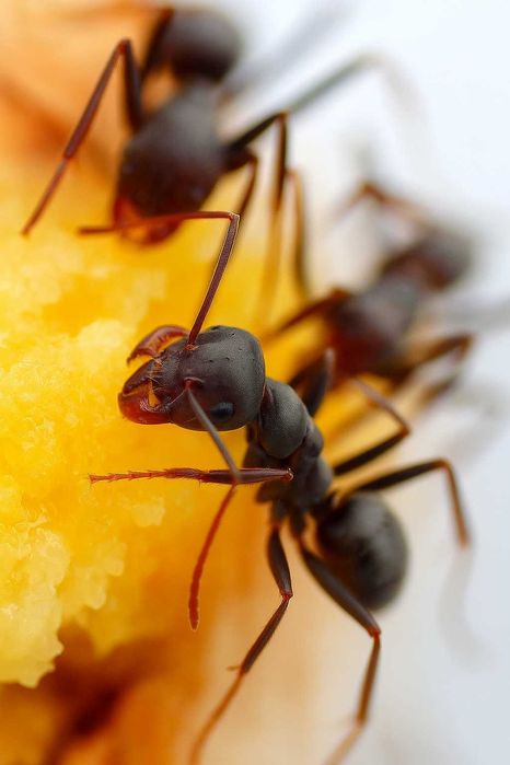 Formigueiro Didático MIRMEX – Kit Completo Médio Castanho