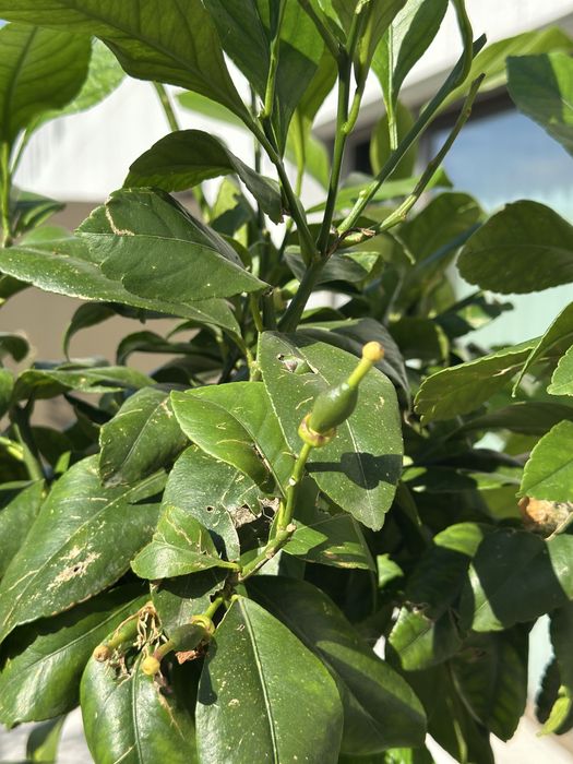 Limoeiros anões com fruto
