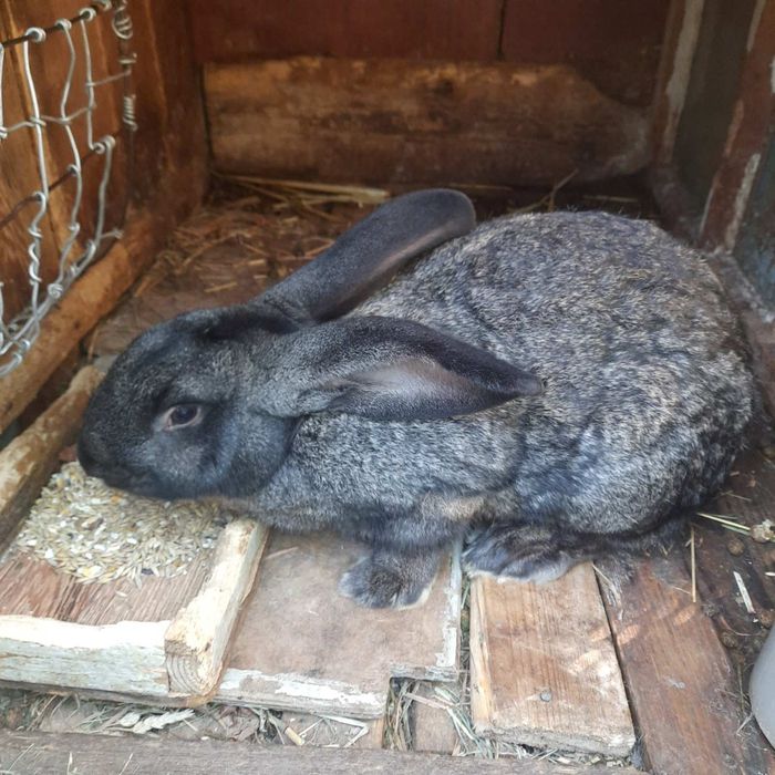 Кролик, кроленя. Рiзнi вiком