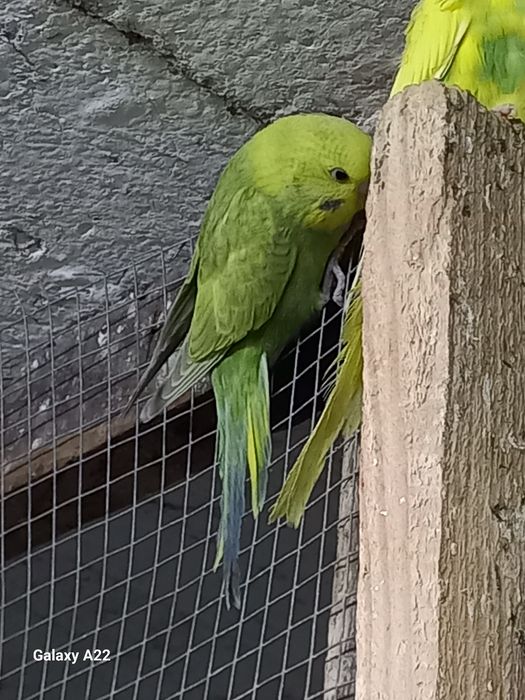 Papuga falista samce ,samice