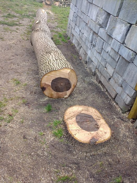 Pień orzecha włoskiego