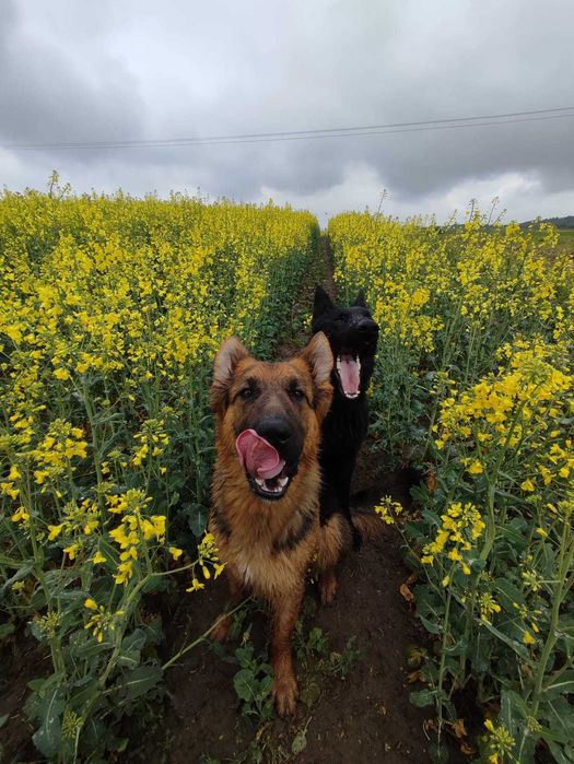 Suczka w typie owczarka niemieckiego do adopcji