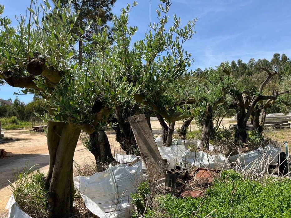 Oliveiras para jardim