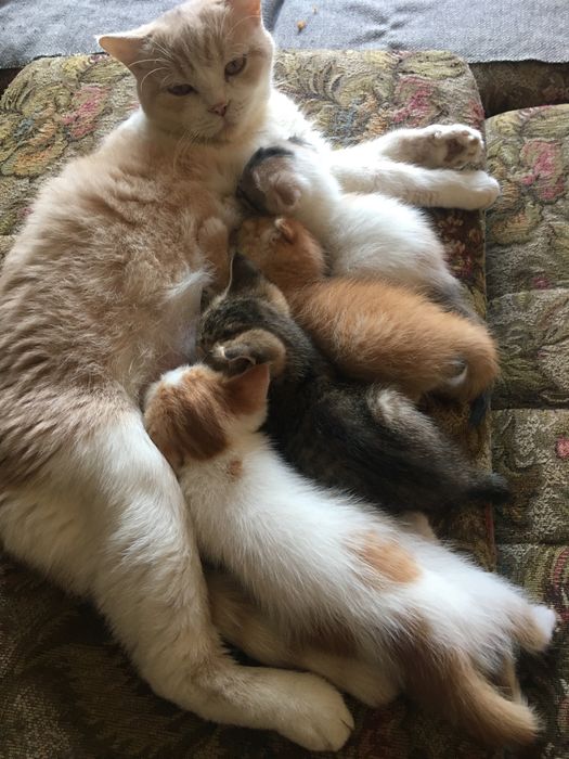 Скоттиш фолд-страйт