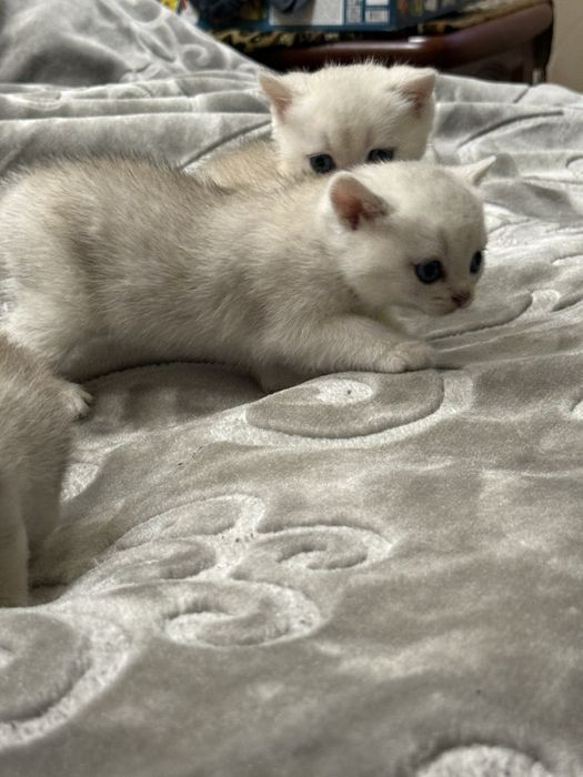 Продам котят Британская шиншилла