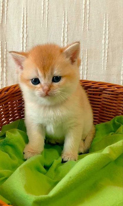 Шотландские котята (ЗОЛОТАЯ ШИНШИЛЛА)