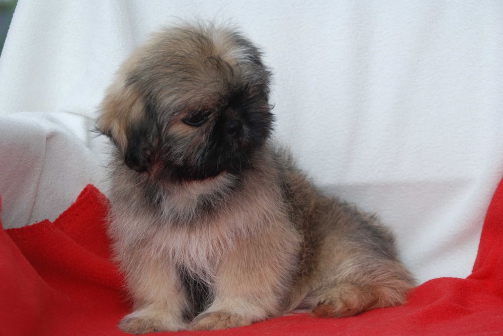 shih tzu sunia 10 tygodniowa sobolowa