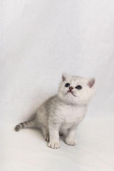 Кошеня британська срібна короткошерста шиншила