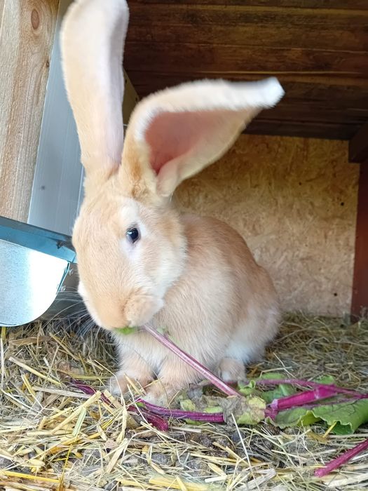 Olbrzym Belgijski od