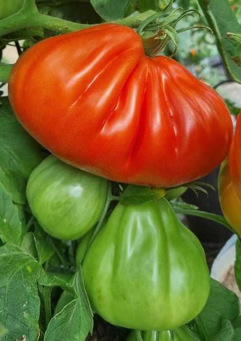 pomidor Or Pera d'Abruzzo nasiona kolekcjonerskie